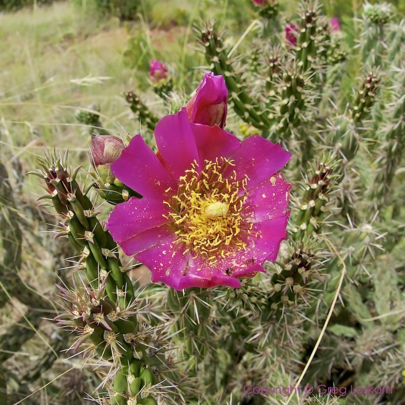 DSC04830_GL-Pink-Desert-Flower-Cactus