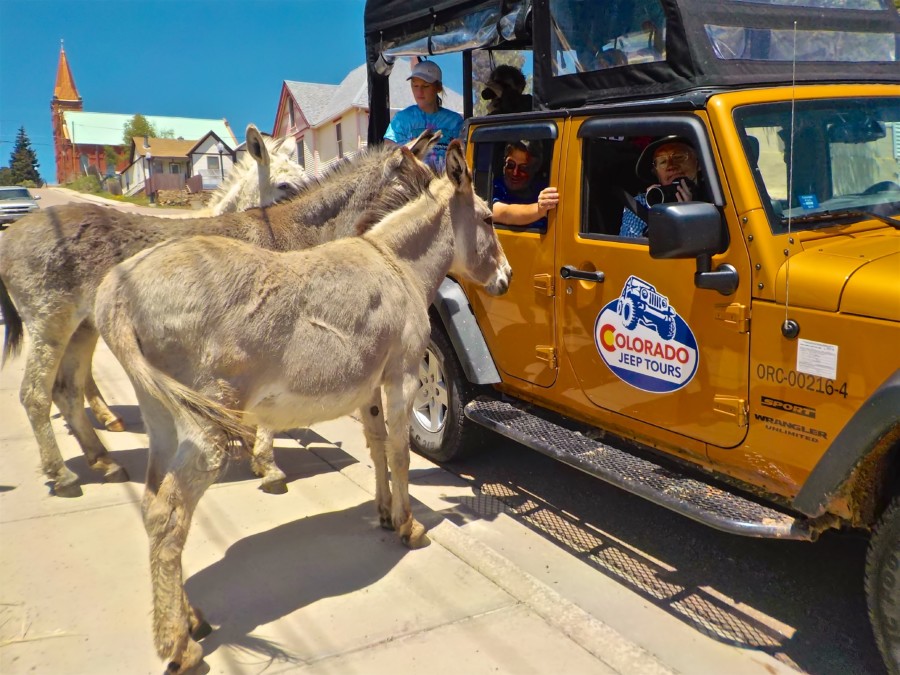 Donkey-Gold-Visiting-Jeep-Riders