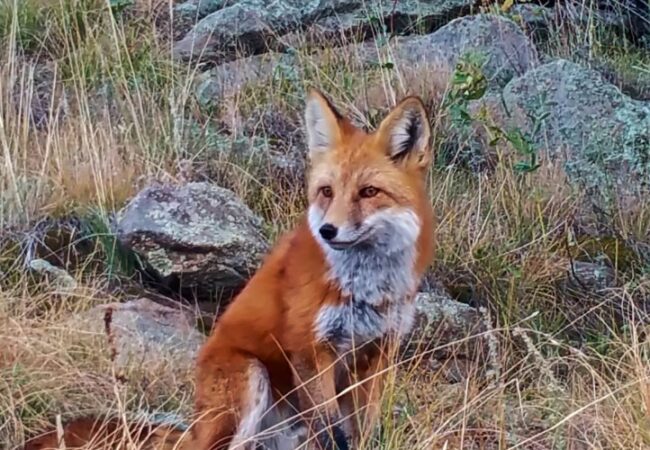 close up of red fox during Colorado Jeep Tours