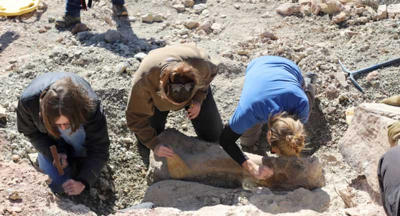 archaeologists looking at dinosaur fossils